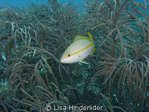 This yellowtail popped out of a dense bush as if to welco... by Lisa Hinderlider 